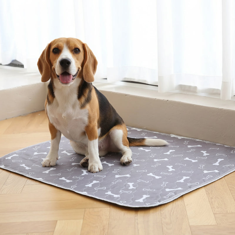 Your Dog Knows
